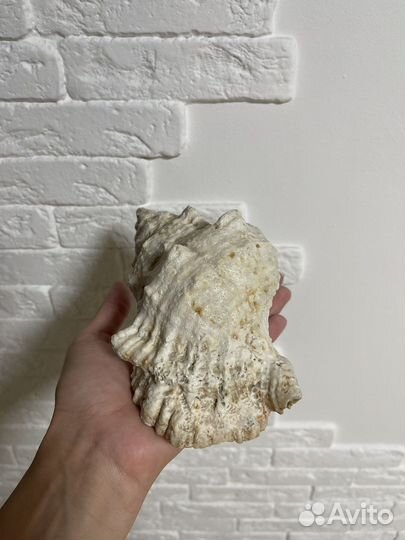 Ракушка морская большая