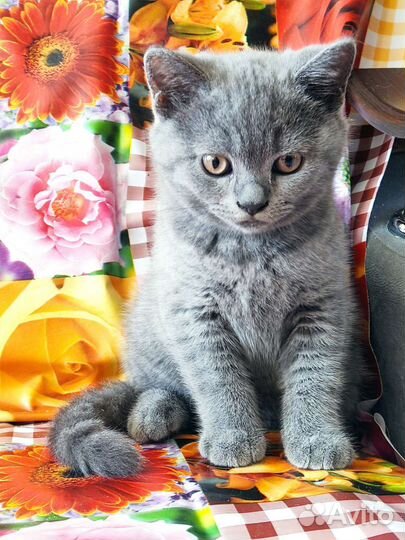 Великолепные бриташки