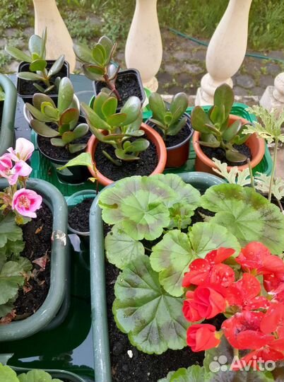 Крассула. Дерево денег