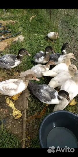 Индоутки индоутята