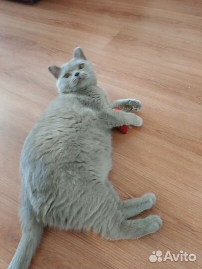 Кошка антистрессовая Булочка ищет дом