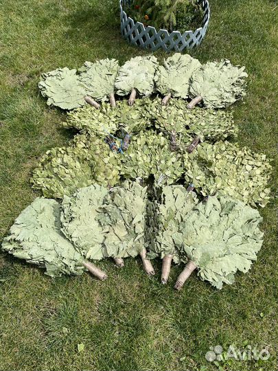 Веники для бани (наборы )