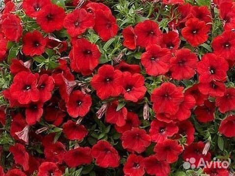 Петуния рассада