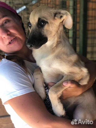 Щенок нуждается в доме