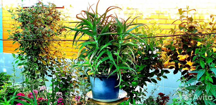 Алоэ Столетник