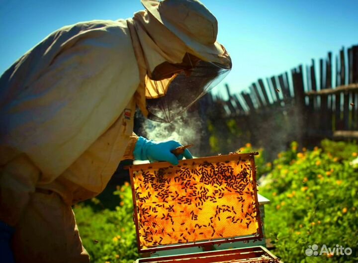 Мед 2023 натуральный из Алтая опт