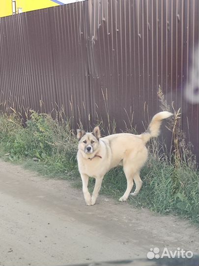 Шикарный пес