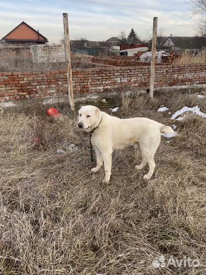 Алабай кабель вязка