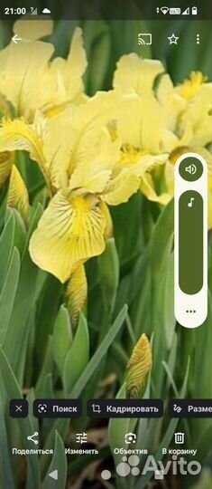 Ирисы бородатые