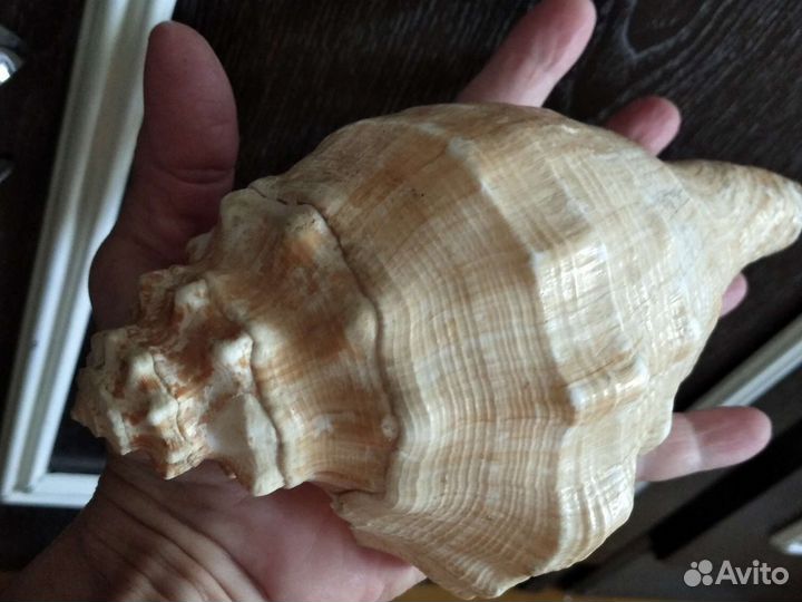 Ракушка из Вьетнама. 80-е годы