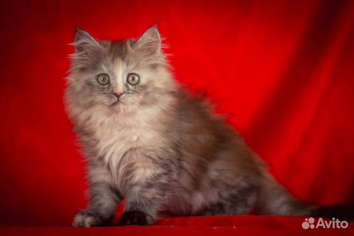 Кошечка мейн-кун