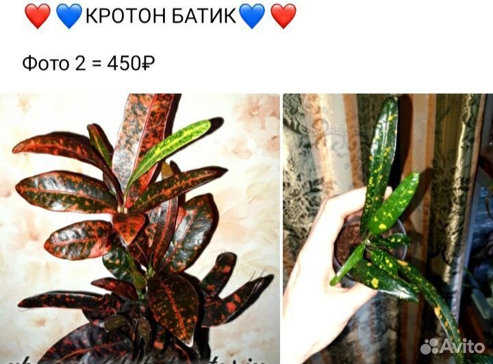 Кротоны