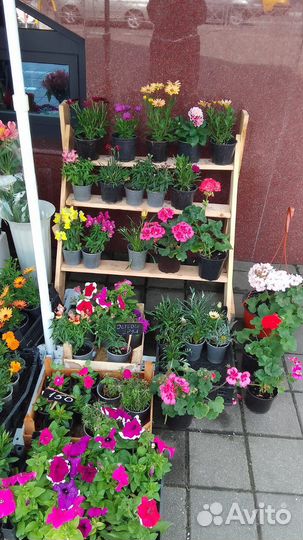 Продажа цветочного магазина в г. Сочи
