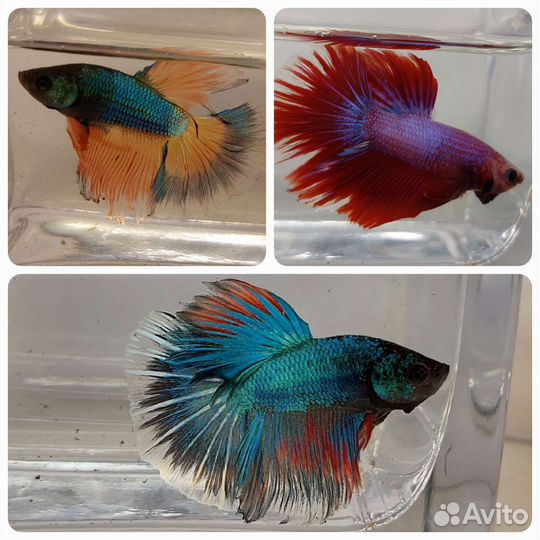 Рыбка петушок