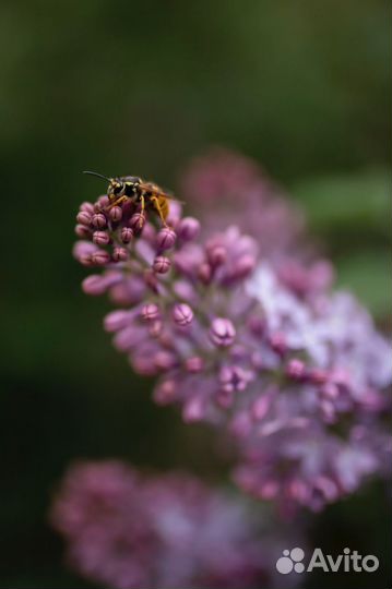 Объектив sigma 35 mm 1 4 art canon