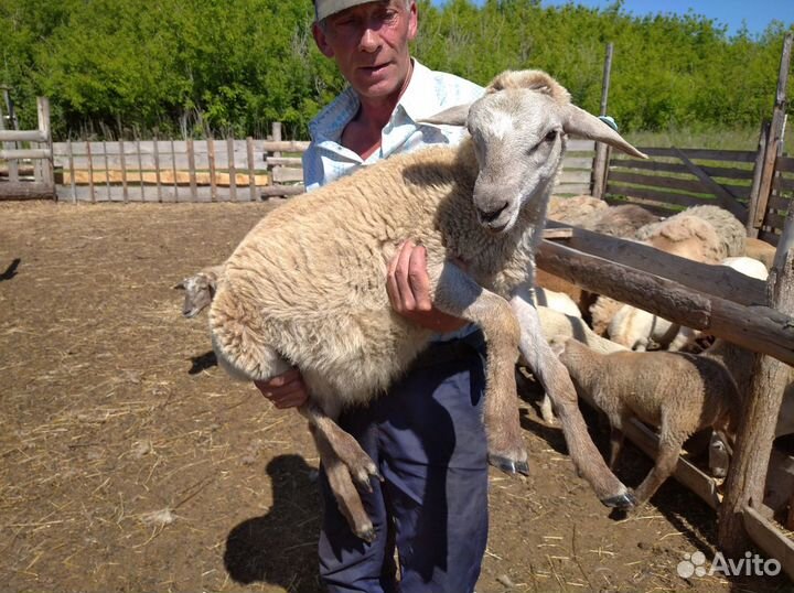 Катумские баранчики