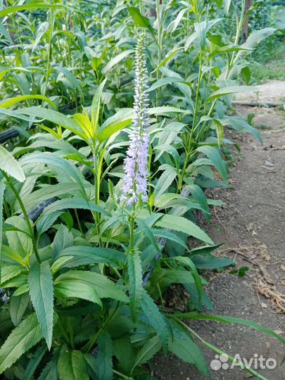 Вероника колосковая