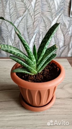 Алоэ вариегата