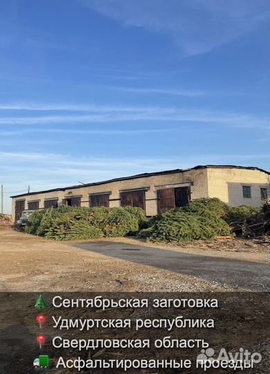 Елка сентябрьская рождественская опт