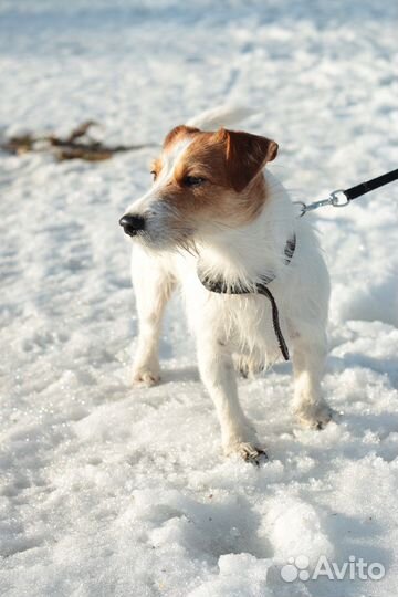 Вязка джек рассел терьер