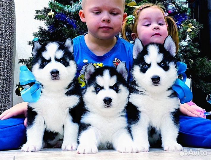 Хаски Классные щеночки (разные окрасы)