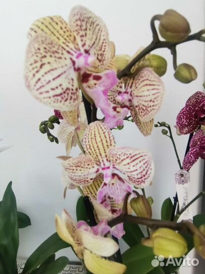 Орхидея биглип фисташковый