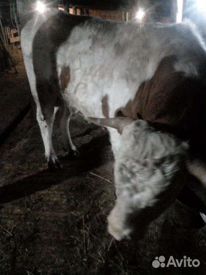 Племенные быки