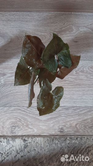 Сингониум Aron Brown