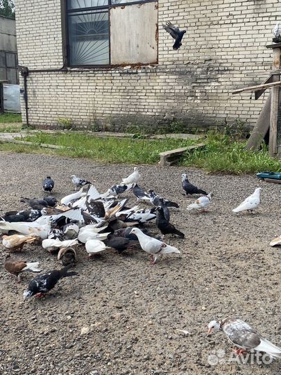 Бойные голуби