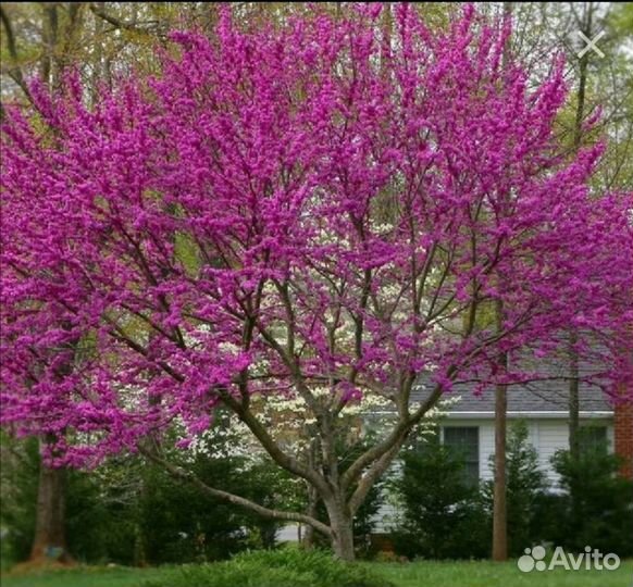 Многолетнее растение