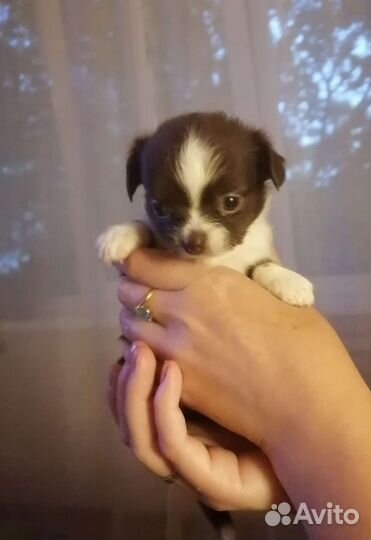 Щенки чихуахуа