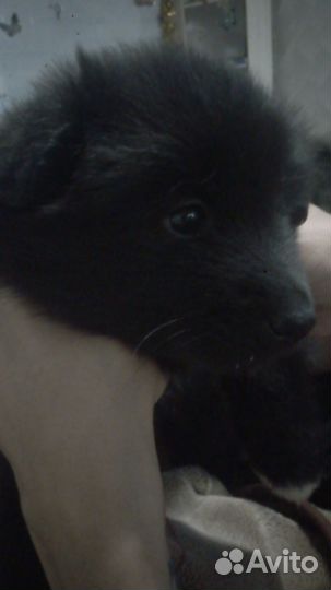 Отдам щенков в добрые руки бесплатно