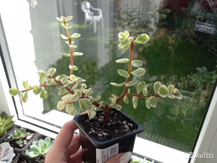 Портулакария афра вариегатная