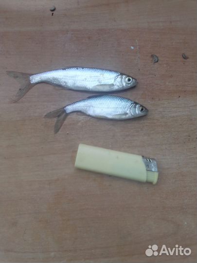 Живец для рыбалки