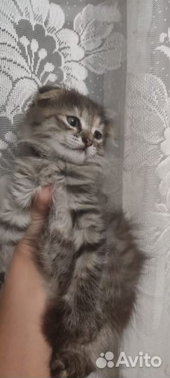 Милые котята в добрые руки