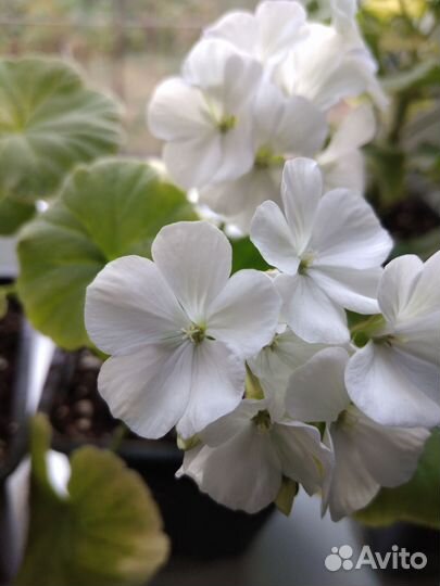 Пеларгония герань