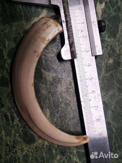 Кабаний клык