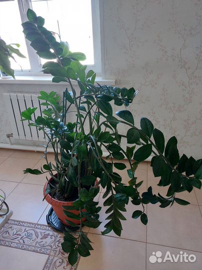 Замиокулькас