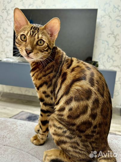 Бенгальский кот вязка