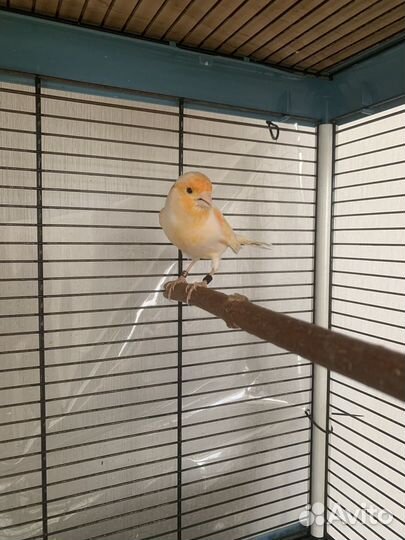 Кенара и канарейки