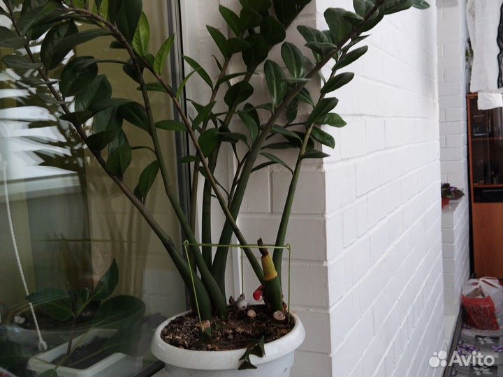 Замиокулькас