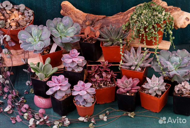 Суккуленты эхеверии
