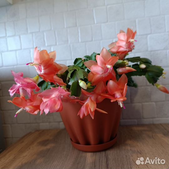 Декабрист шлюмбергера