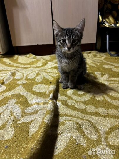 Отлам котенка