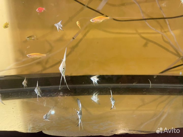 Скалярии голубой ангел