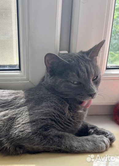 Особенная кошка фенотип рус. голуб. 11 м. в дар