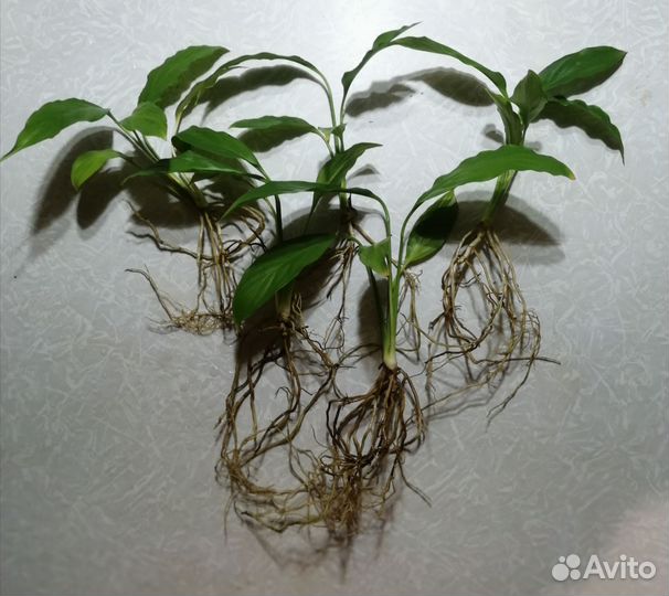 Спатифиллум (