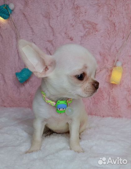 Миниатюрная дюймовочка чихуахуа