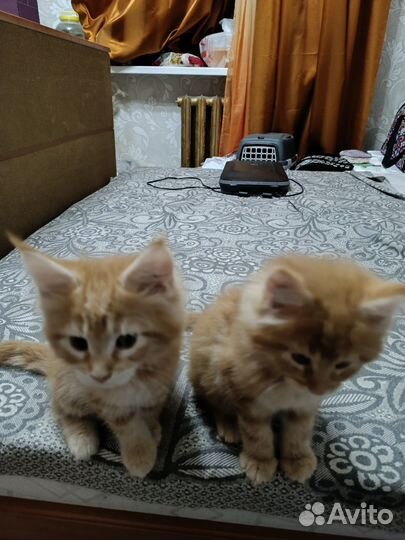 Продаются котята