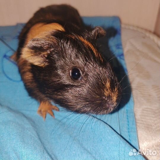 Морская свинка